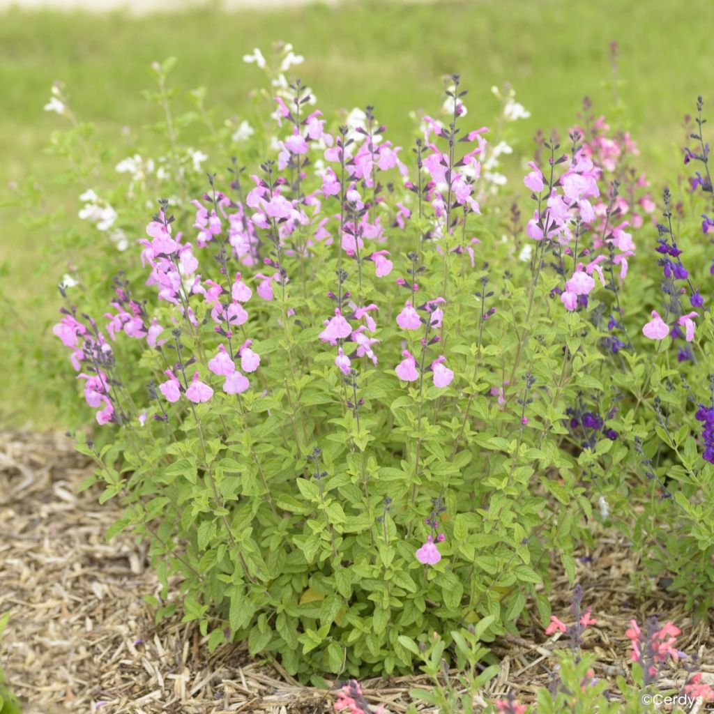 Salvia jamensis Mighty Pink’ Malabar®
