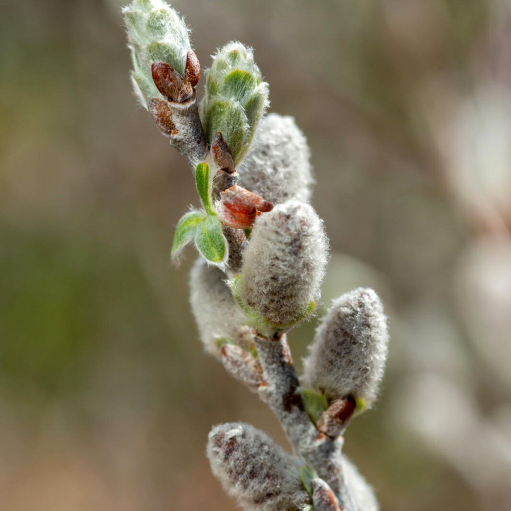 Salix candida Iceberg Alley® - Sageleaf willow
