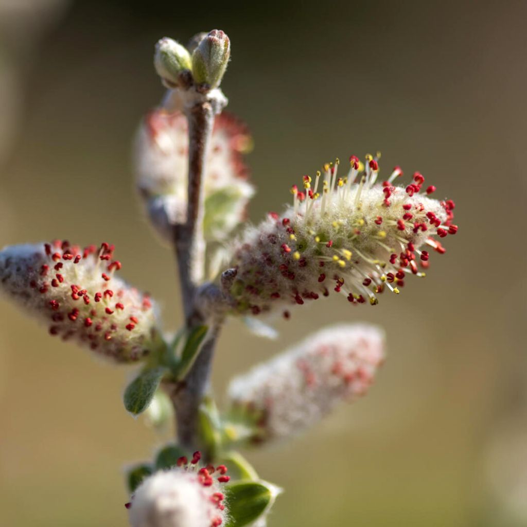 Salix candida Iceberg Alley® - Sageleaf willow