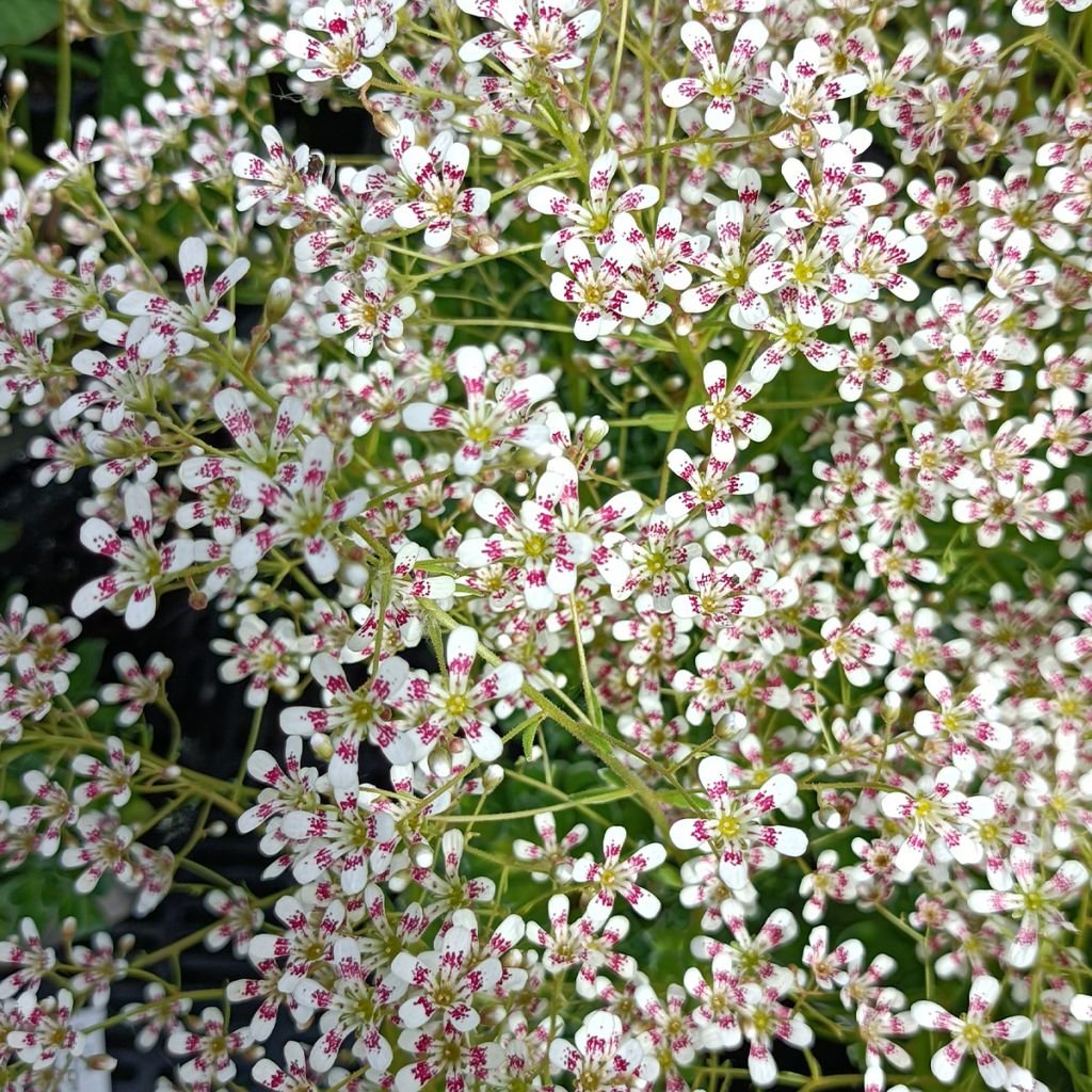 Saxifraga cotyledon Southside Seedling