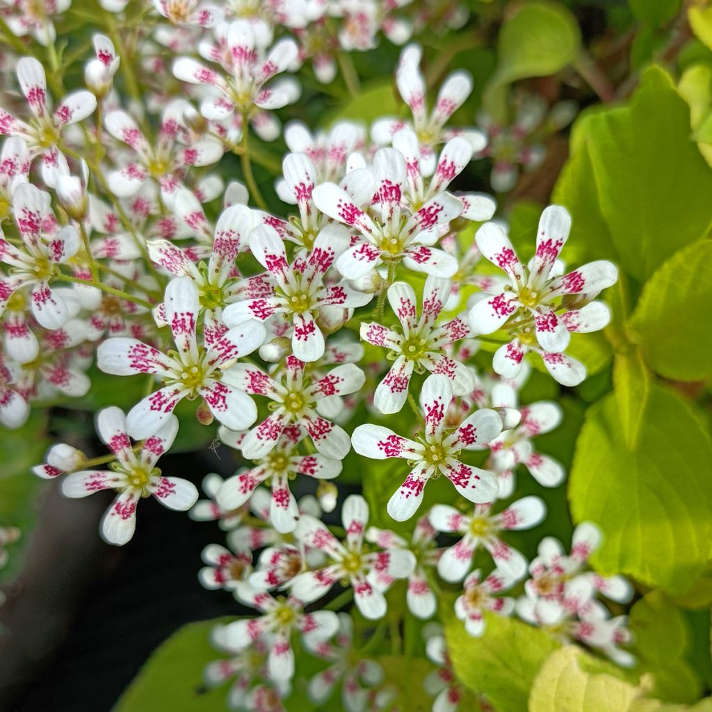 Saxifraga cotyledon Southside Seedling