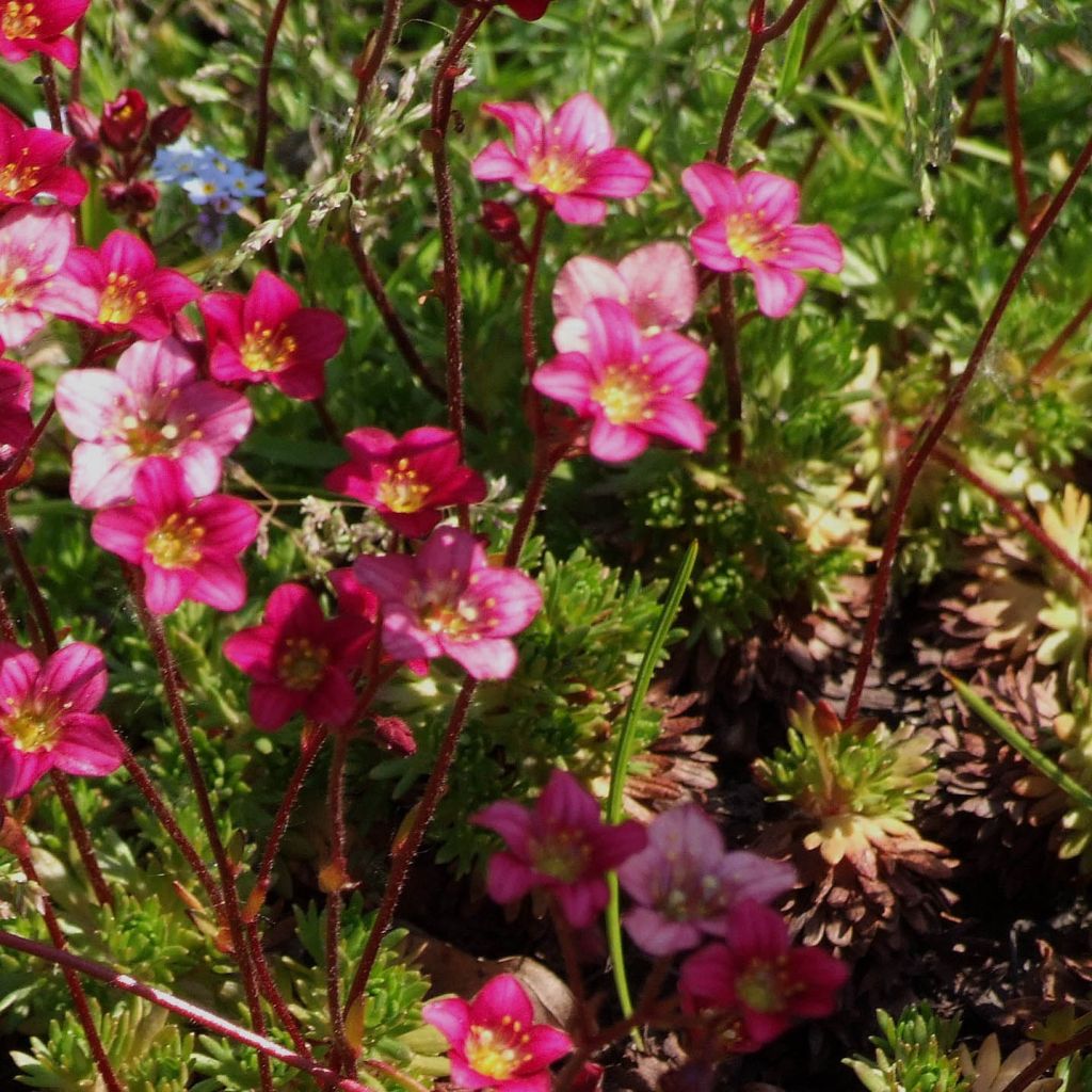 Saxifraga arendsii Pixie