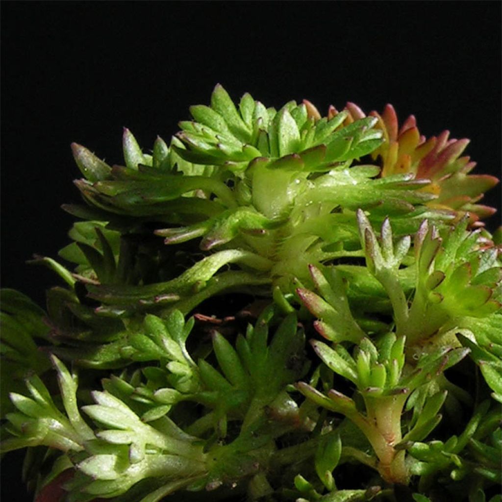 Saxifraga arendsii Pixie
