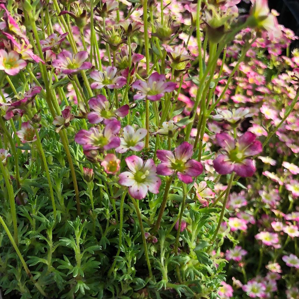 Saxifraga arendsii Pixie
