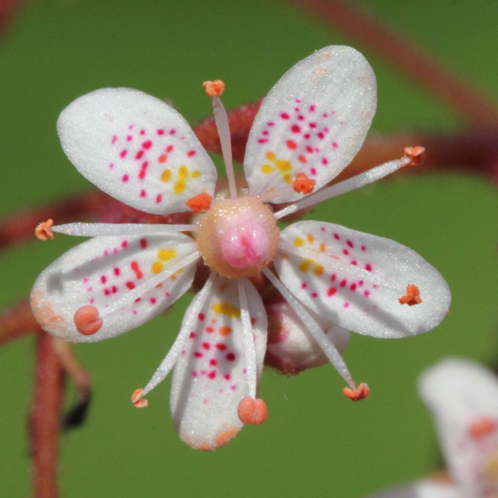 Saxifraga x urbium