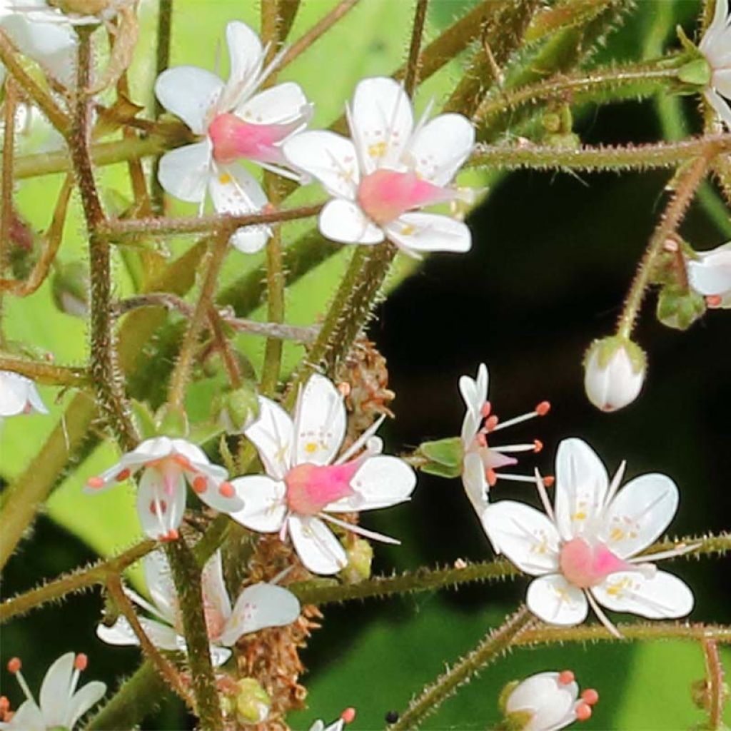 Saxifraga x urbium
