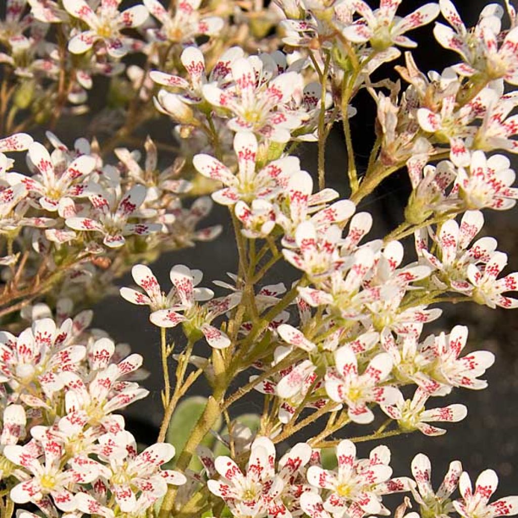Saxifraga cotyledon Southside Seedling