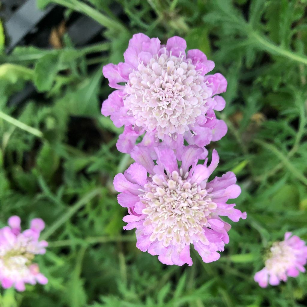 Scabiosa columbaria Pink Mist