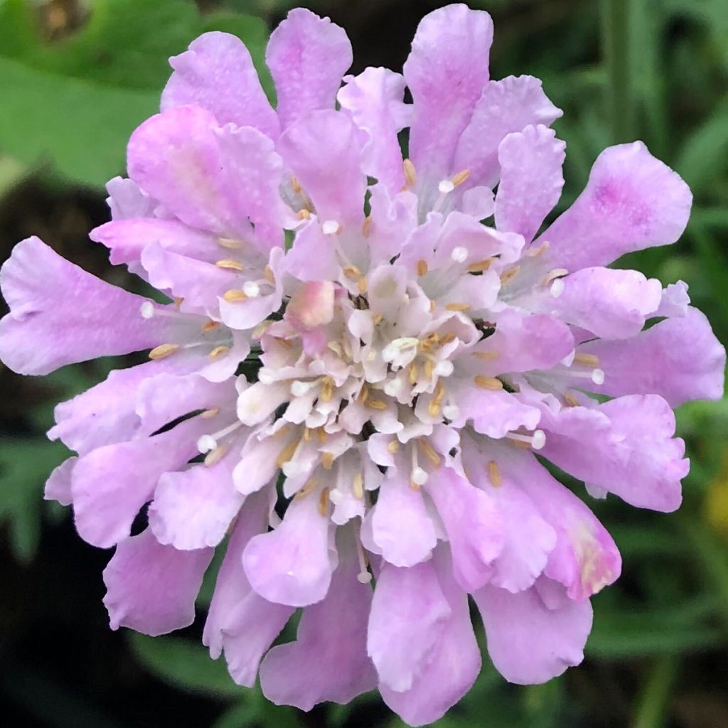 Scabiosa columbaria Pink Mist