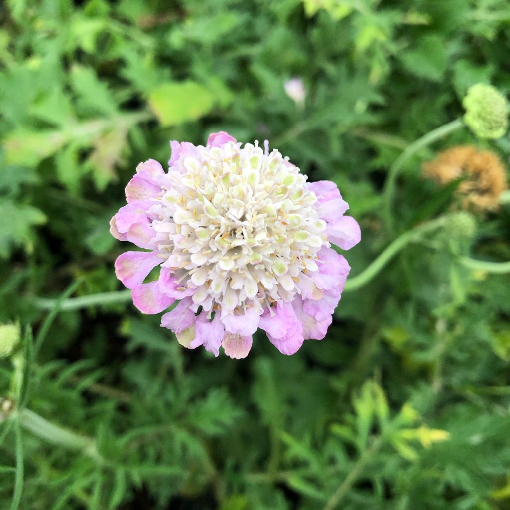 Scabiosa columbaria Pink Mist