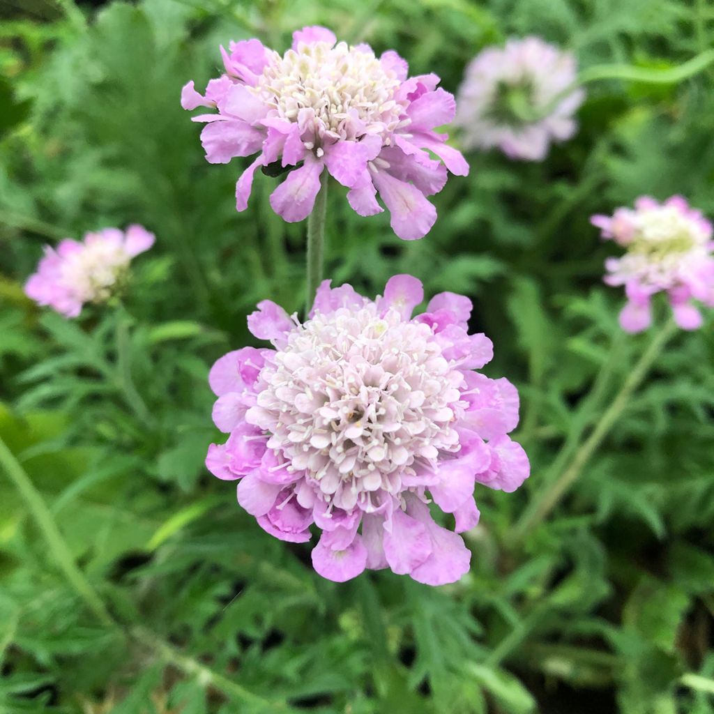 Scabiosa columbaria Pink Mist
