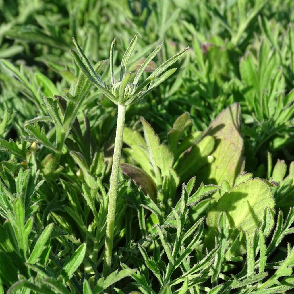 Scabiosa ochroleuca