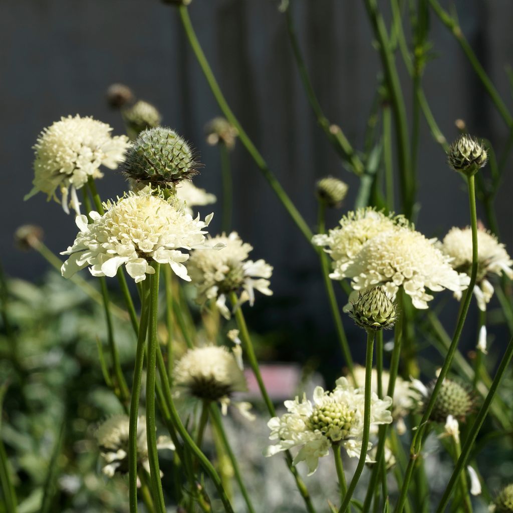 Scabiosa ochroleuca