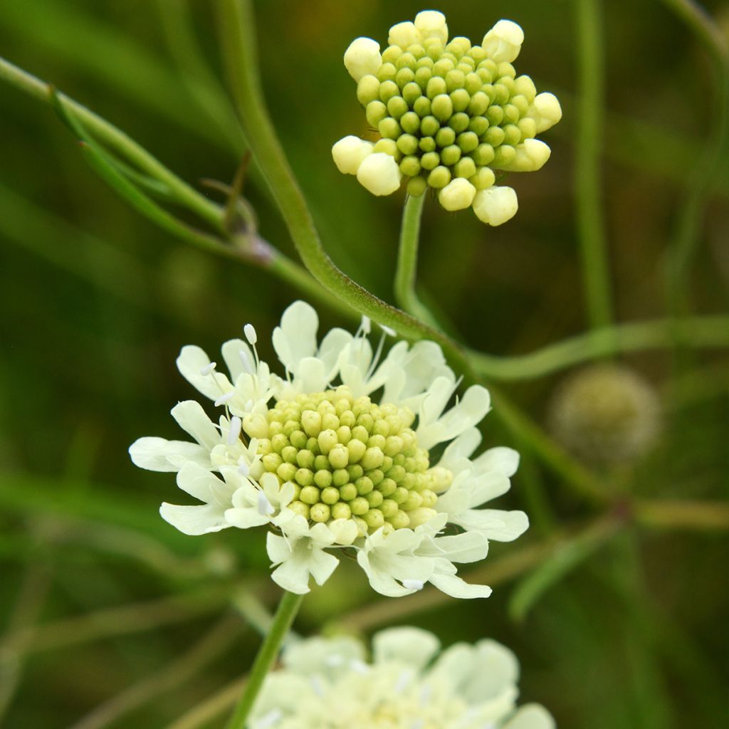 Scabiosa ochroleuca