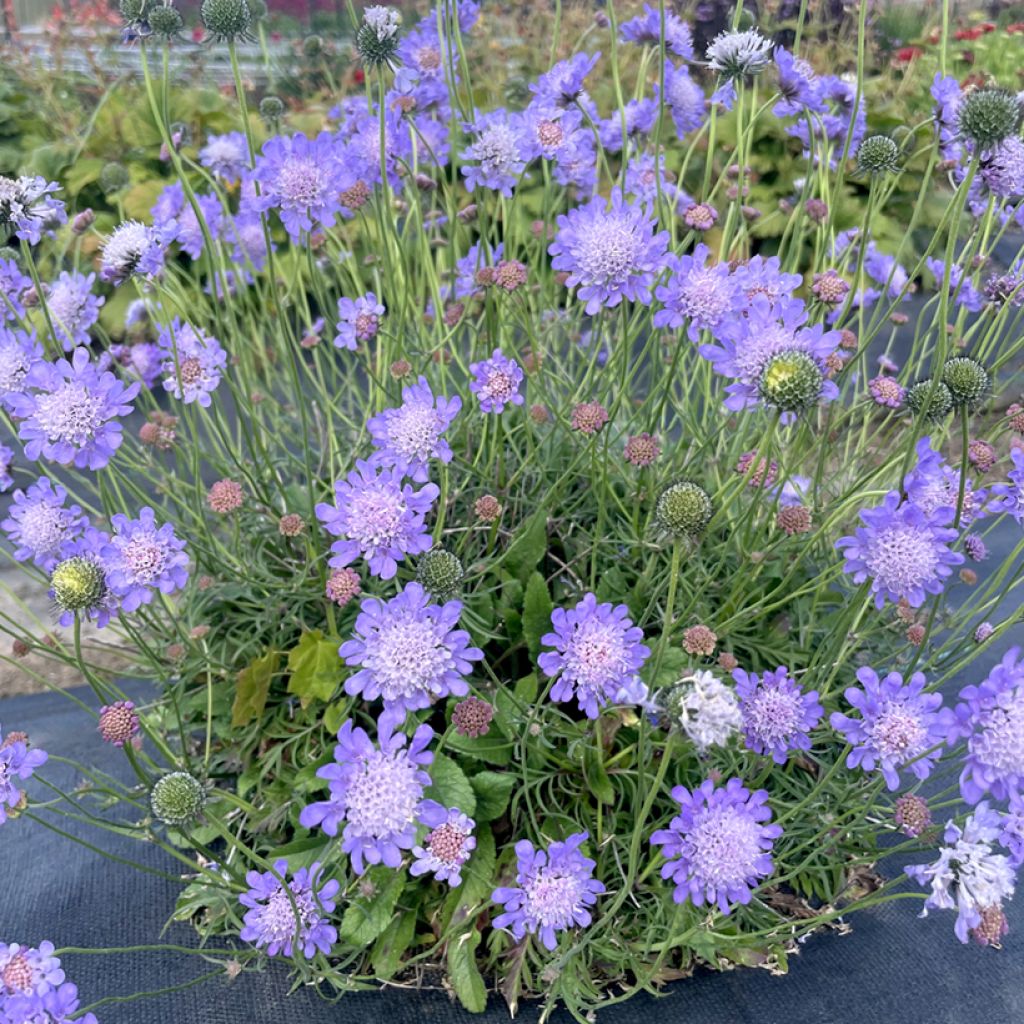 Scabiosa columbaria Nova® Dew Drops - Small scabious
