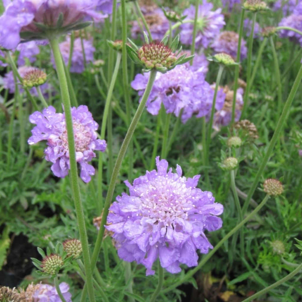 Scabiosa columbaria Butterfly Blue