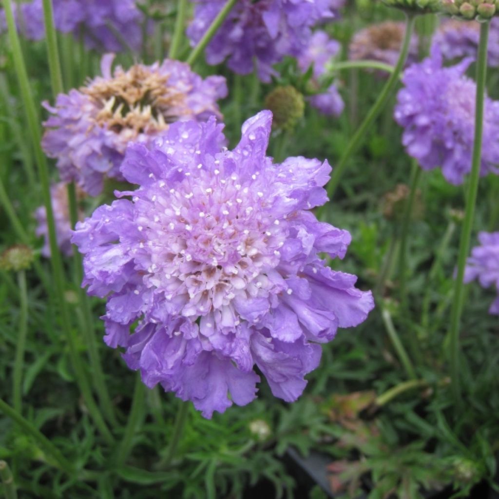Scabiosa columbaria Butterfly Blue