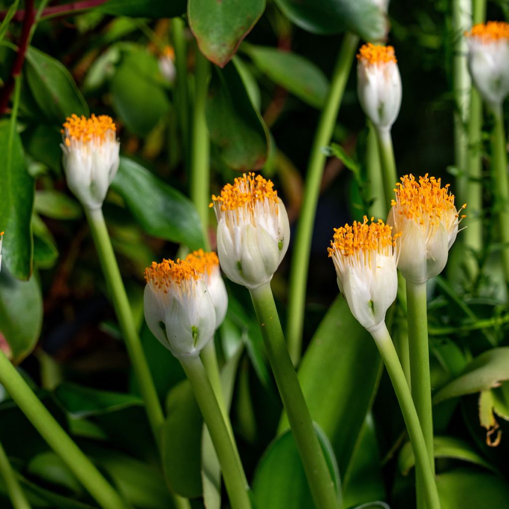 Scadoxus albiflos