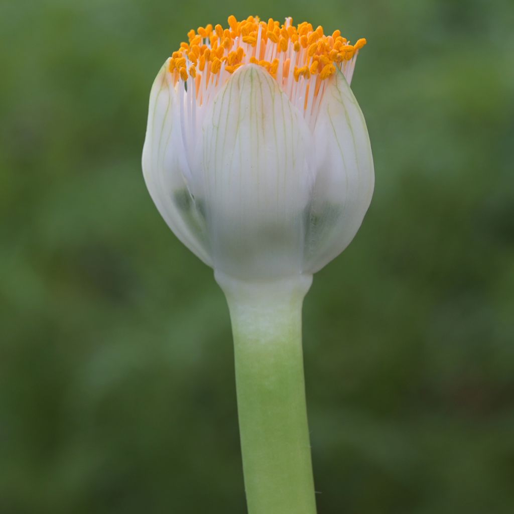 Scadoxus albiflos