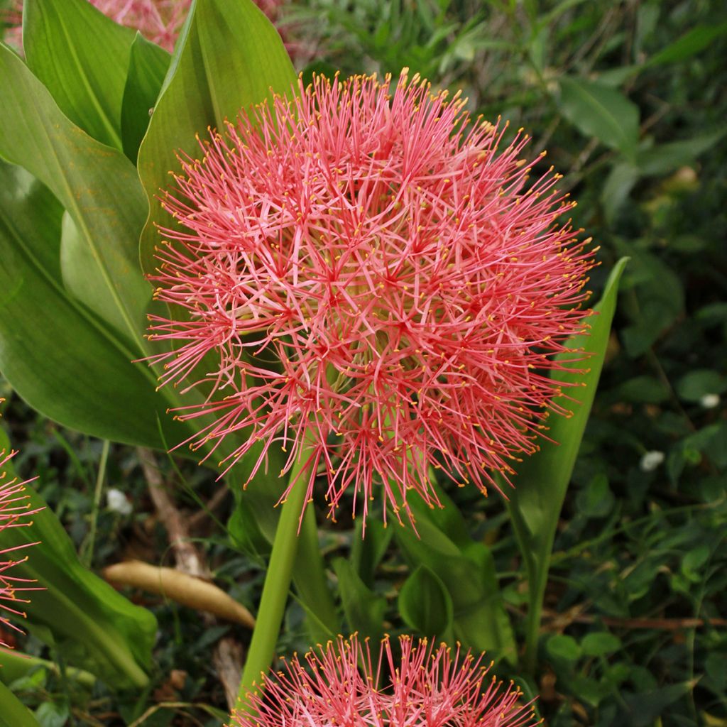 Scadoxus multiflorus