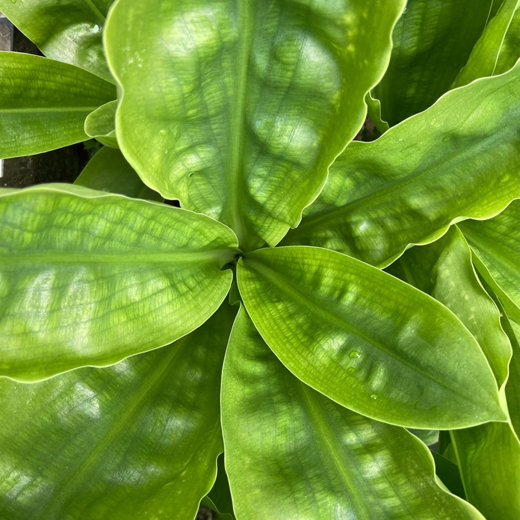 Scadoxus multiflorus