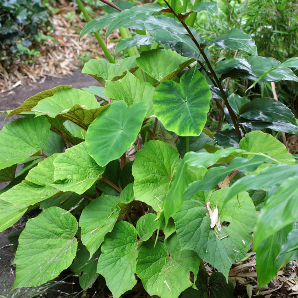 Begonia x grandis Torsa - Hardy Begonia