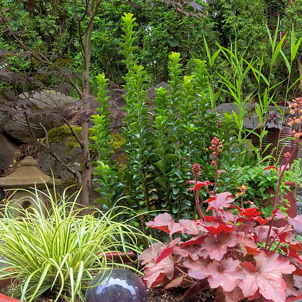 Euonymus japonicus Green Spire - Japanese Spindle