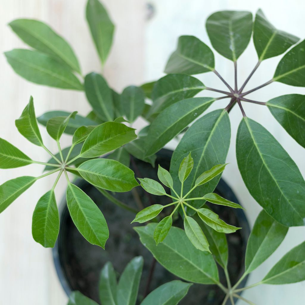 Schefflera actinophylla Amate® - Queensland umbrella tree