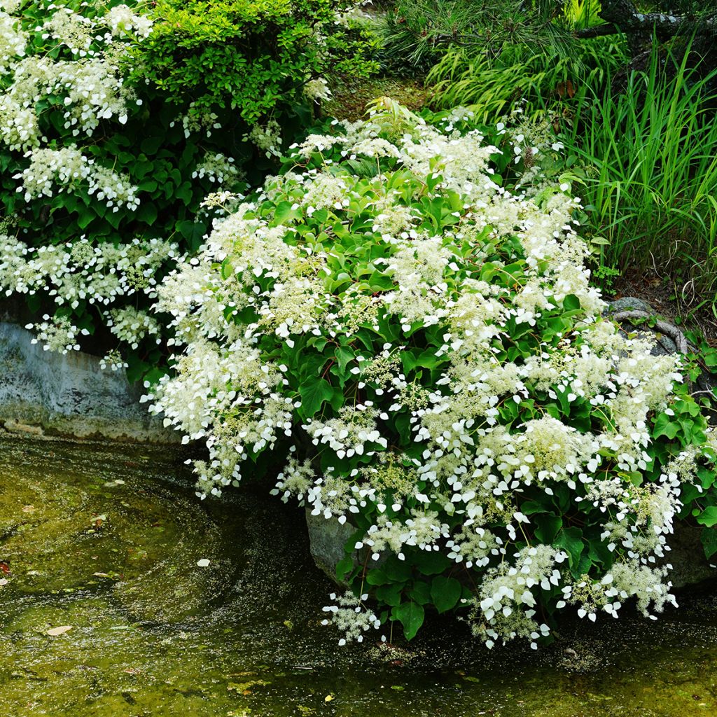 Schizophragma hydrangeoides