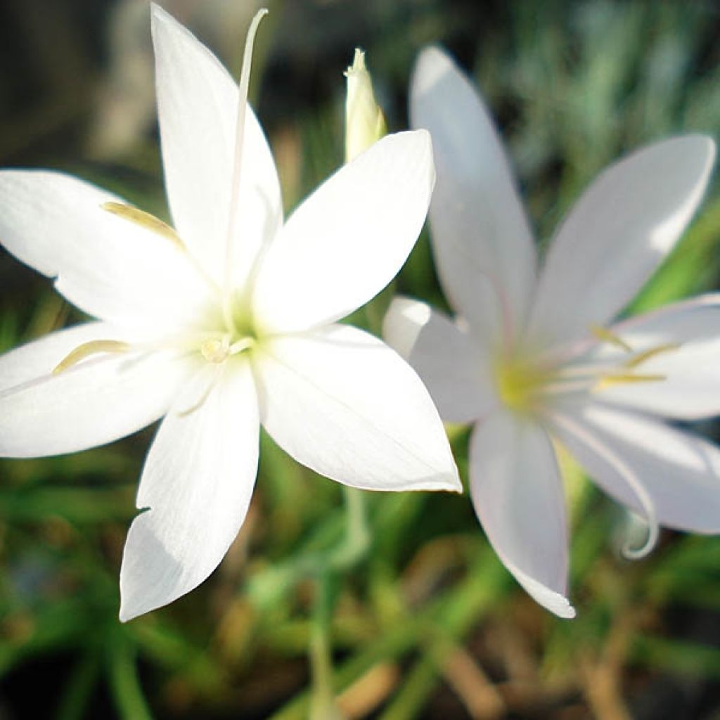 Schizostylis coccinea Alba