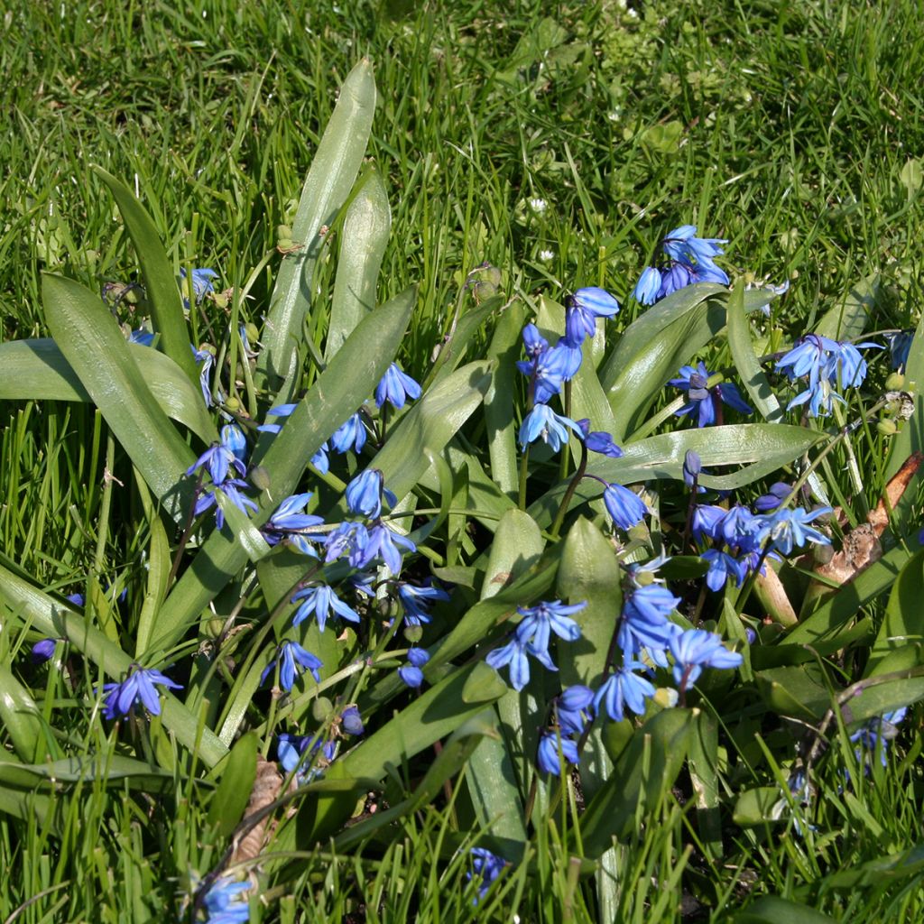 Scilla siberica