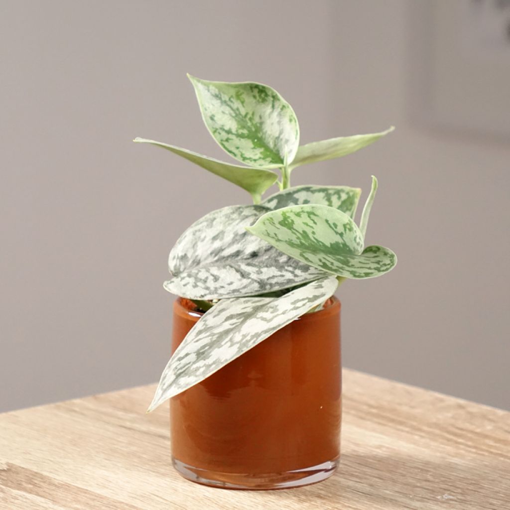 Scindapus pictus  - Pothos moucheté, Pothos argenté, Scindapsus argenté, Pothos velouté, Pothos satiné