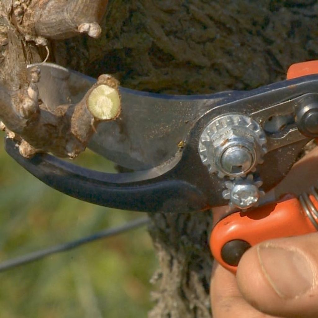 Bahco PX-S2 -Professional Ergonomic Pruning Shears - Size S - Head n°2