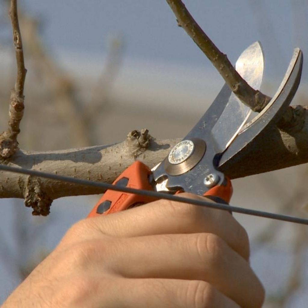 Bahco PX-S2 -Professional Ergonomic Pruning Shears - Size S - Head n°2