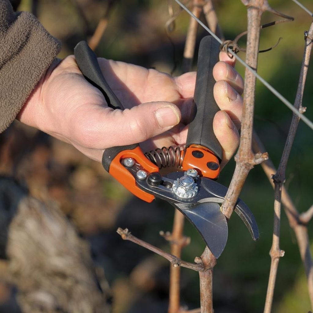 Bahco PXR-S2 - Professional Ergonomic Pruning Shears with Rotating Handle - Size S - Head n°2