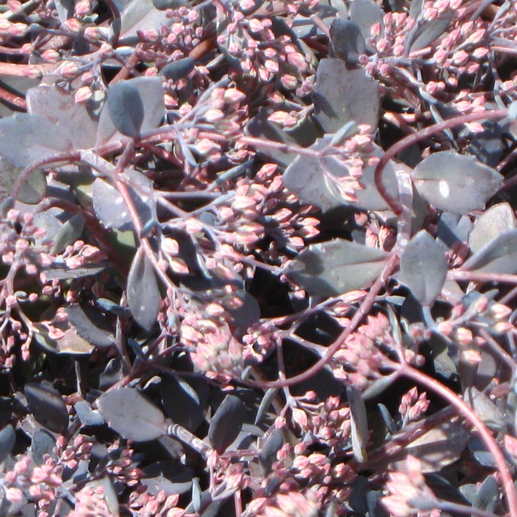 Sedum Bertram Anderson - Autumn Stonecrop