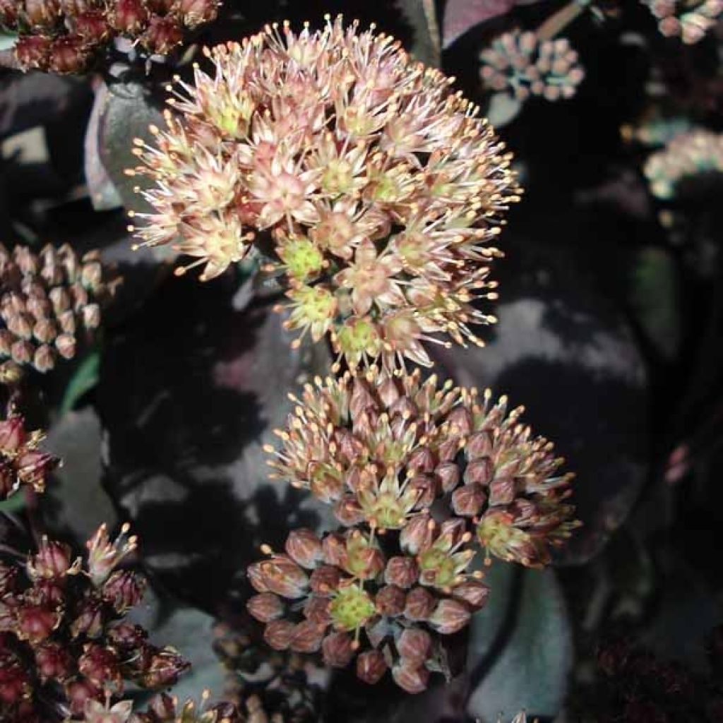 Sedum Chocolate - Stonecrop
