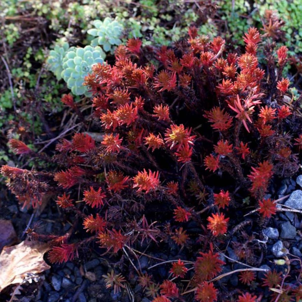 Sedum Chocolate Ball - Stonecrop