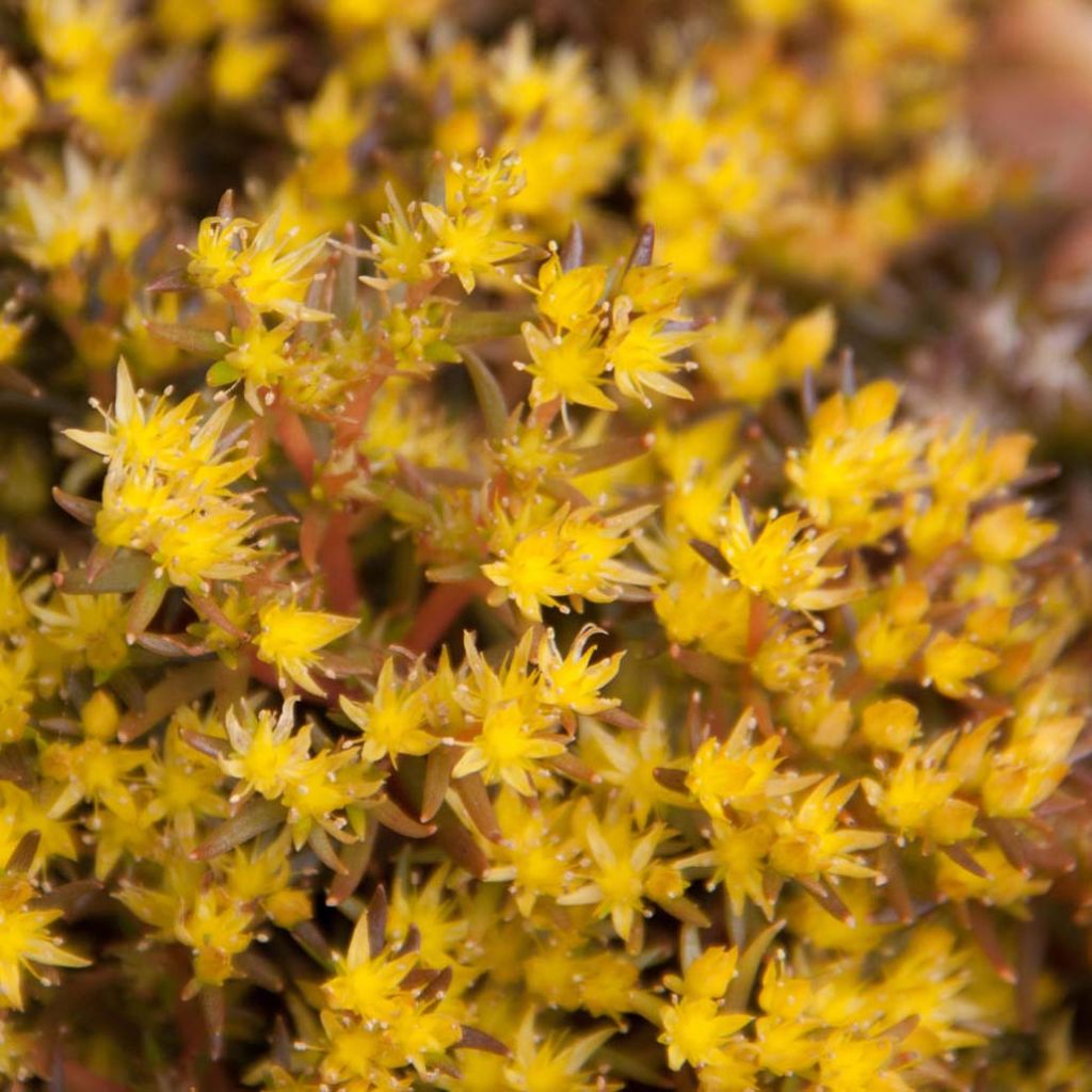 Sedum Chocolate Ball - Stonecrop