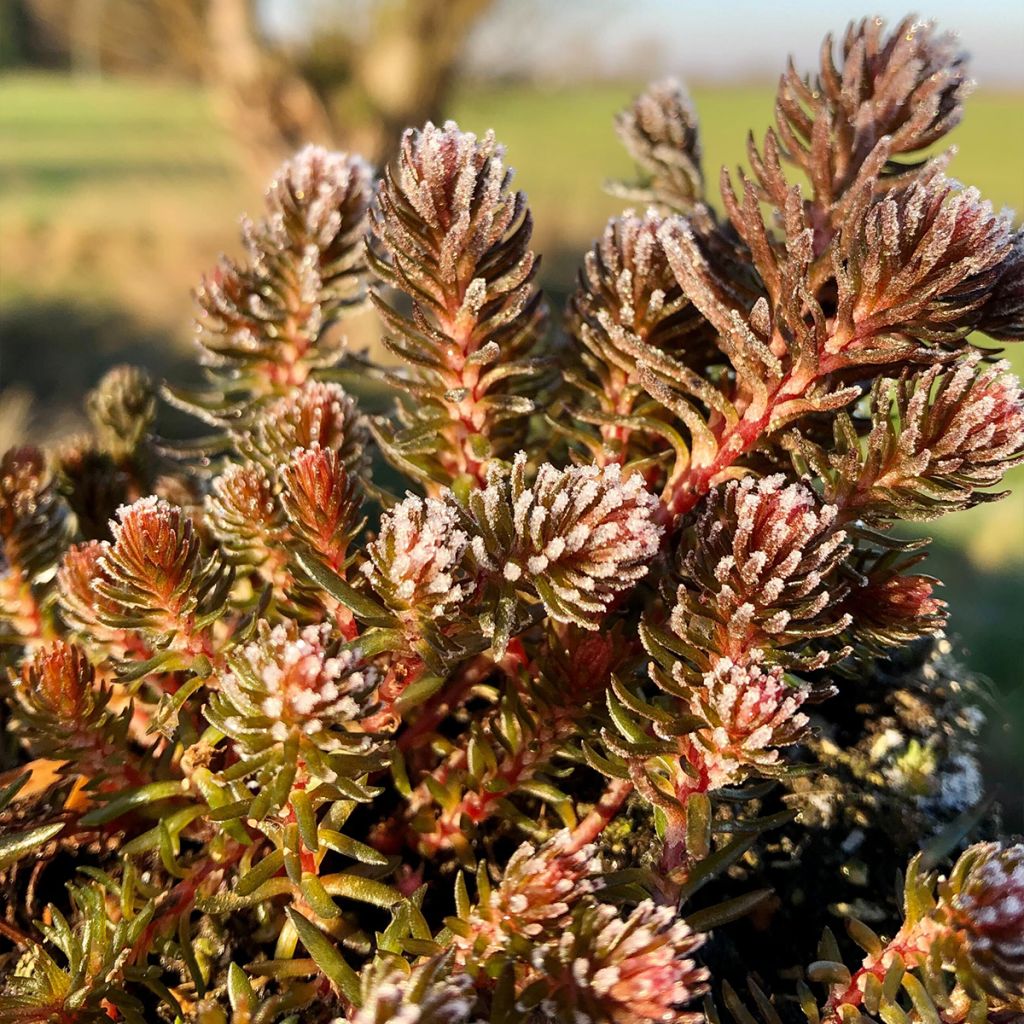 Sedum Chocolate Ball - Stonecrop