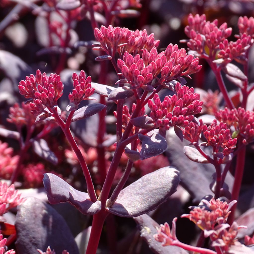 Sedum telephium Chocolate Cherry - Autumn Stonecrop