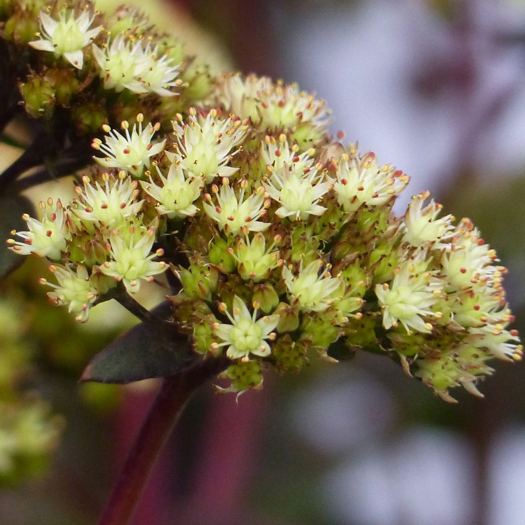 Sedum Eline - Autumn Stonecrop