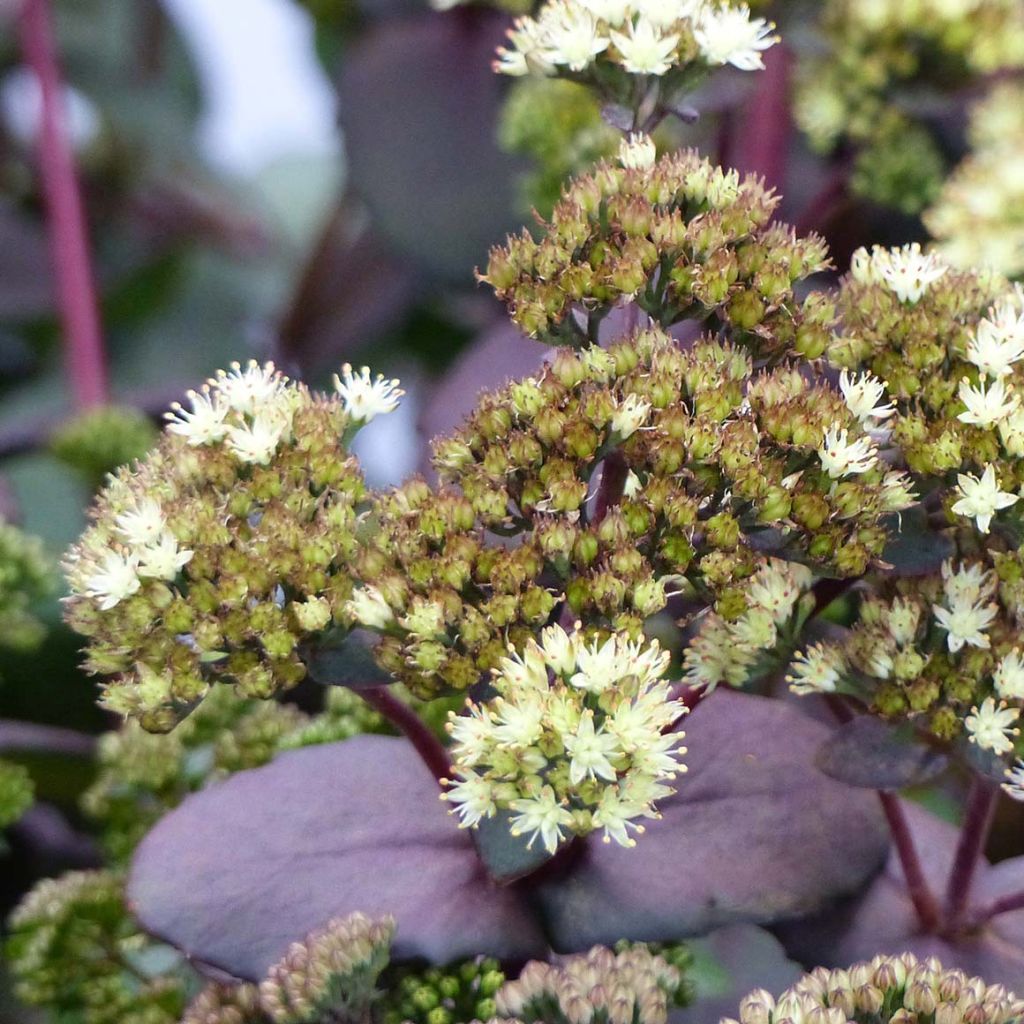 Sedum Eline - Autumn Stonecrop