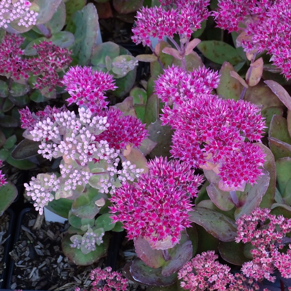 Sedum telephium Thunderhead - Autumn Stonecrop