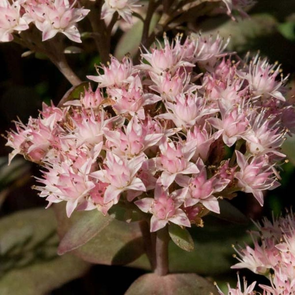 Sedum Matrona - Autumn Stonecrop