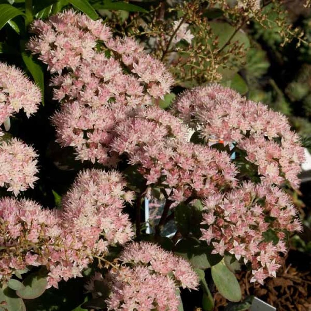 Sedum Matrona - Autumn Stonecrop