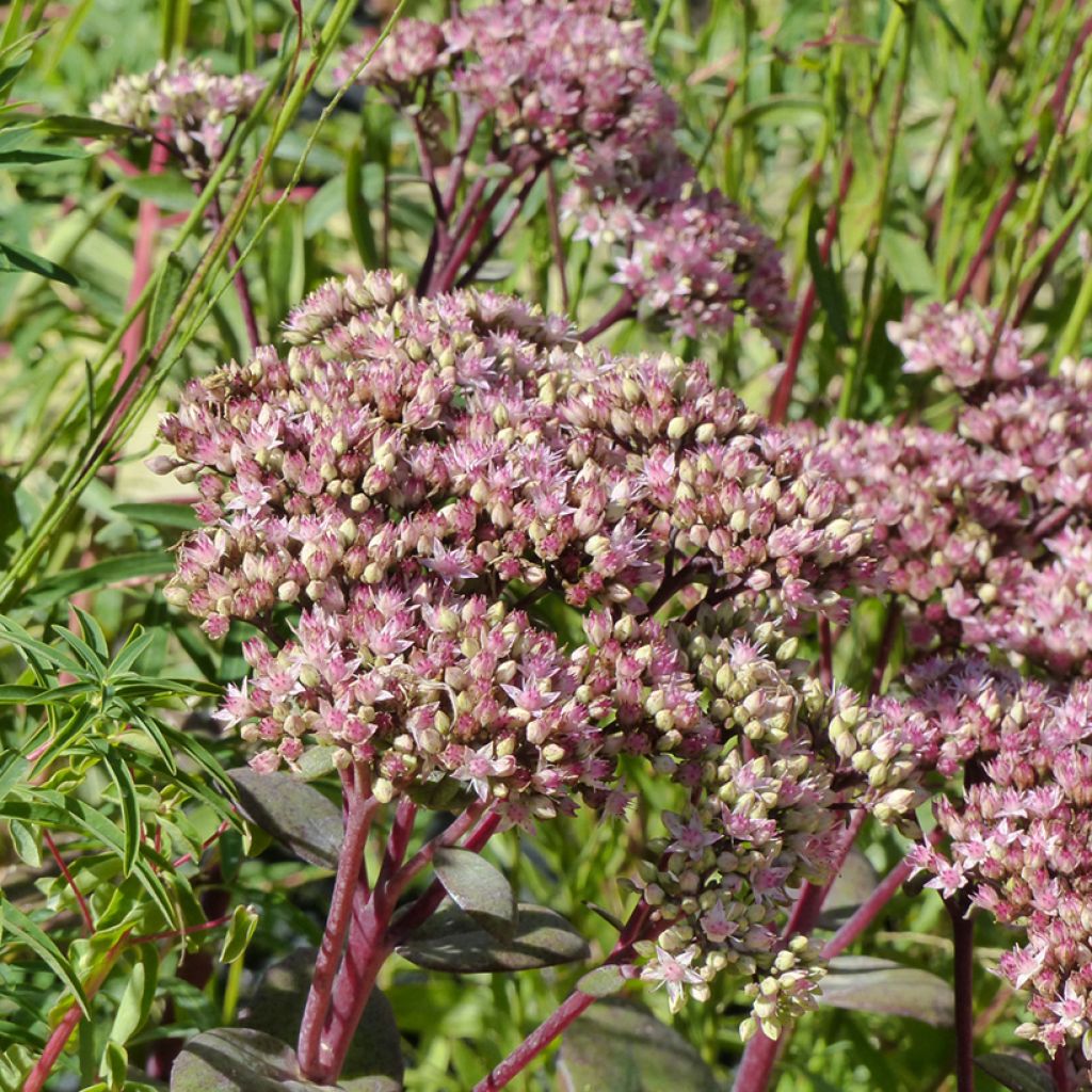 Sedum Matrona - Autumn Stonecrop