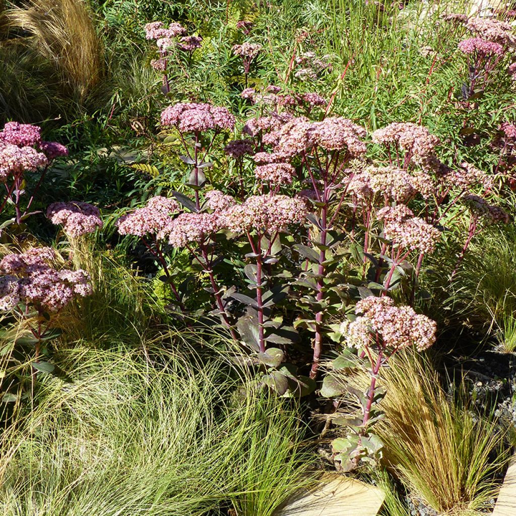 Sedum Matrona - Autumn Stonecrop