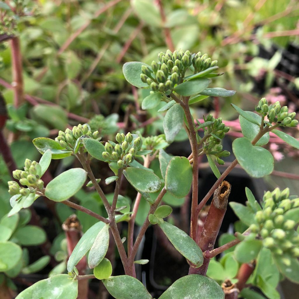 Sedum Matrona - Autumn Stonecrop