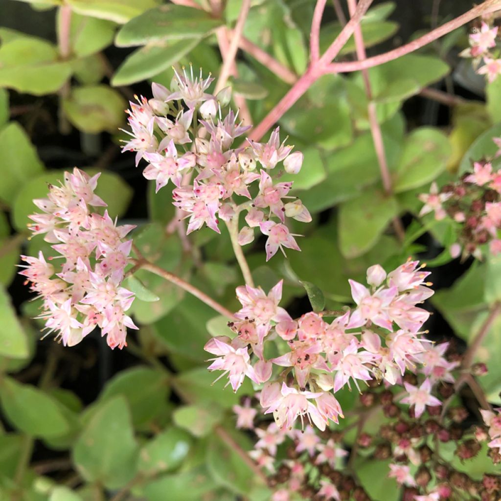 Sedum Matrona - Autumn Stonecrop